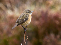 (f)Stonechat (14)