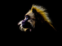(m)Gelada (11)
