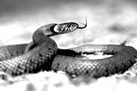 Grass Snake (2)