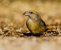 (f)Crossbill (5)