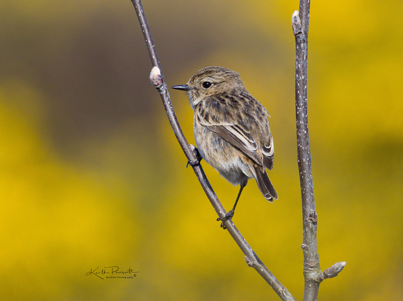 (f)Stonechat (11)