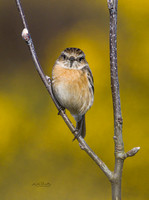 (f)Stonechat (8)