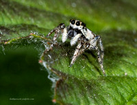 JumpingSpider,ZebraSpider (8)