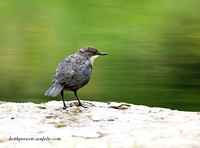 Dipper (2)