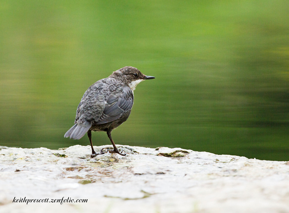 Dipper (2)