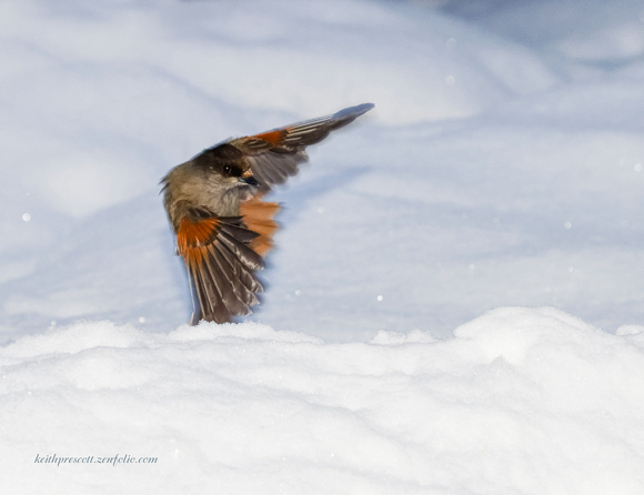 Siberian Jay (13)