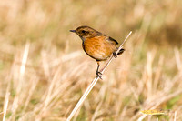 (f)Stonechat (5)