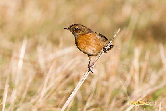 (f)Stonechat (5)