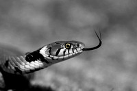 Grass Snake (5)
