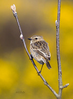 (f)Stonechat (12)