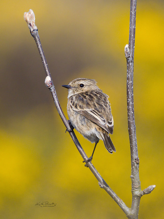 (f)Stonechat (12)