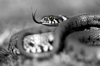 Grass Snake (3)