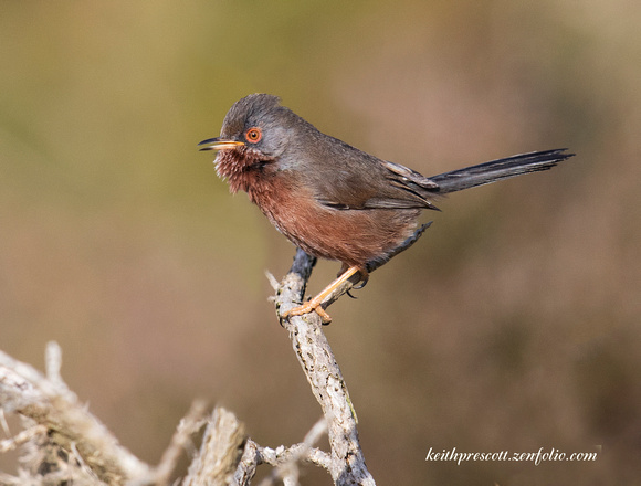(m)Dartford Warbler (17)