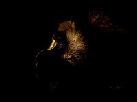 (m)Gelada (9)