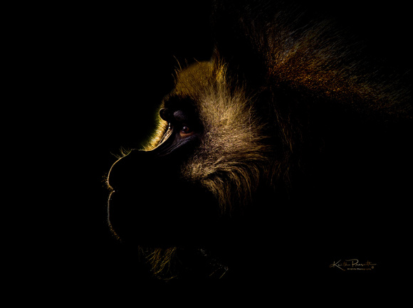 (m)Gelada (9)