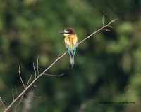 Bee Eater (12)