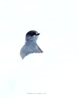 Siberian Jay (4)