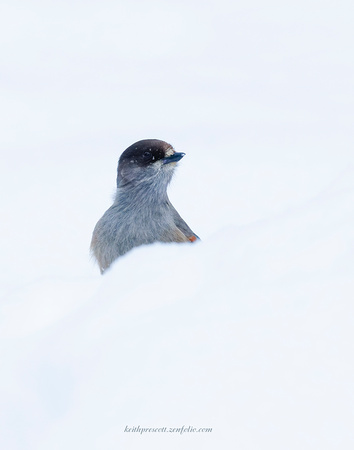 Siberian Jay (4)