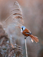 Bearded Tit(Reedling) (2)