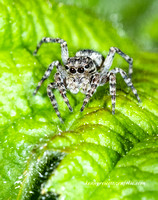 JumpingSpider,ZebraSpider (11)