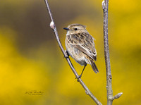 (f)Stonechat (13)