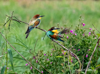 Bee Eater (17)