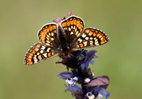 Marsh Fritillary (49)