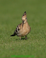 Hoopoe