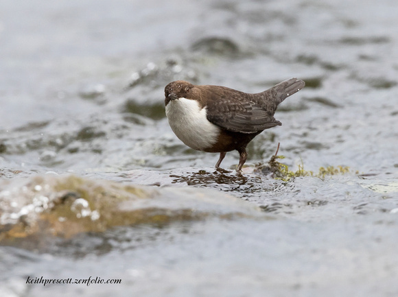 Dipper (17)