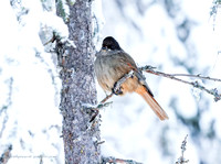 Siberian Jay (1)