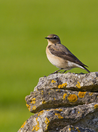 (f)Wheatear (18)