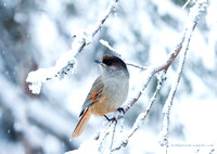 Siberian Jay (8)