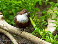 Dipper (8)