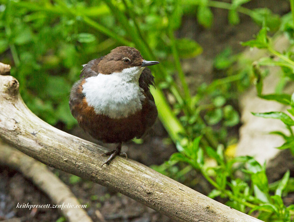 Dipper (8)