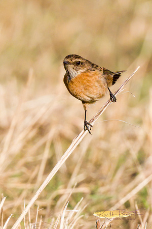 (f)Stonechat (3)