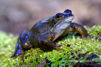 Frog (12)