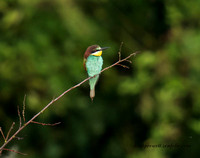 Bee Eater (3)