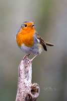 Robin (3)