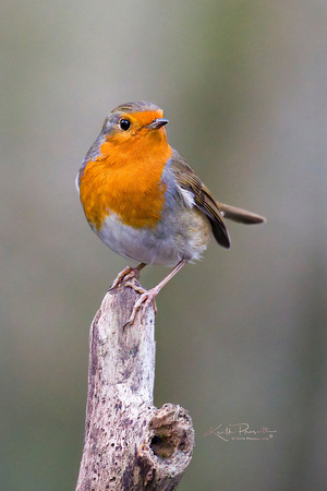 Robin (3)