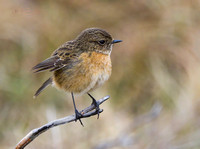 Lark,Chats,Pipit