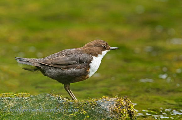 Dipper (4)