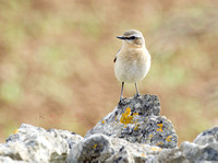 (f)Wheatear (2)