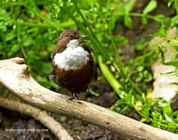 Dipper (7)