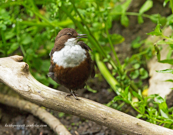 Dipper (7)