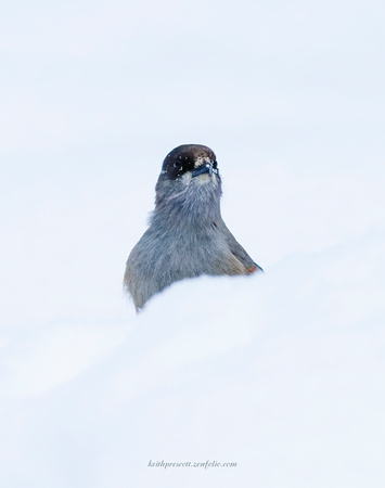 Siberian Jay (5)