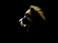(m)Gelada (10)