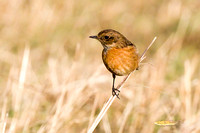 (f)Stonechat (4)