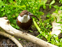 Dipper (6)