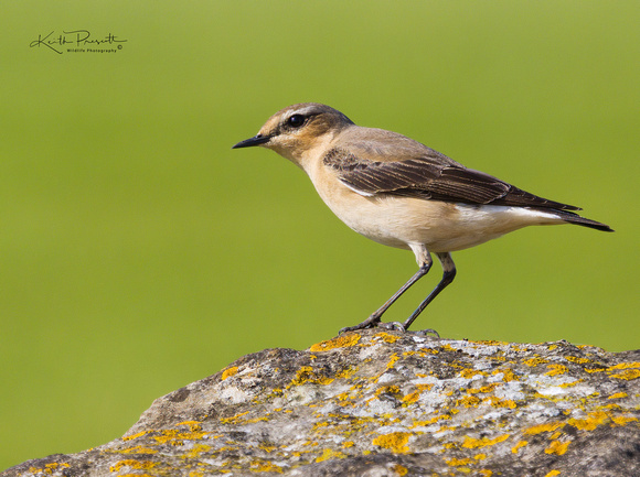 (f)Wheatear (9)