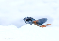 Siberian Jay (12)